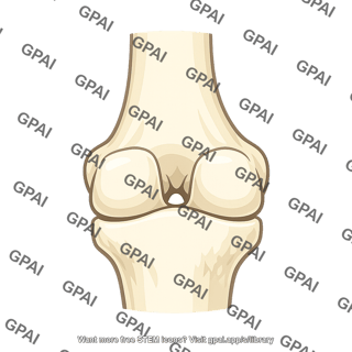 Knee joint