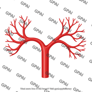 Common hepatic artery 711