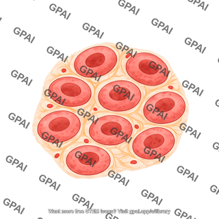 Cardiac fibrosis normal