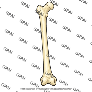 Femur
