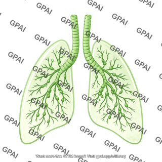 Lymphatic system lungs