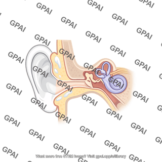 Ear anatomy cross section