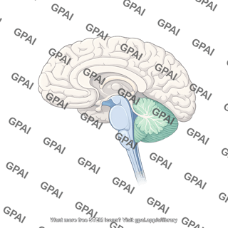 Brain sagittal cut brainstem