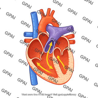 Heart cross section plax