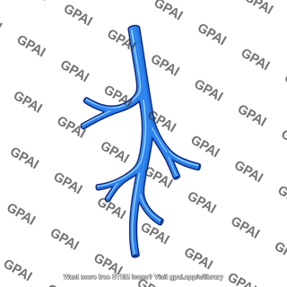 Branching vein