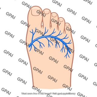Dorsal venous arch of foot