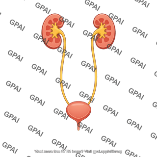 Urinary tract