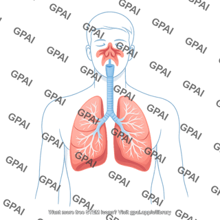 Respiratory system male with nasal cavity