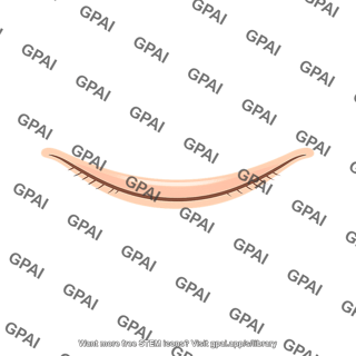 Eyelid lower