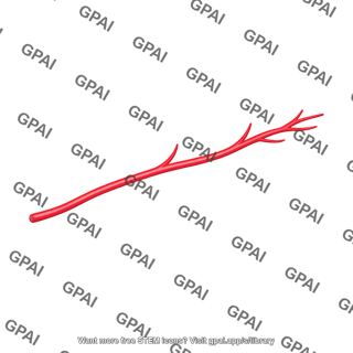 Branching blood vessel