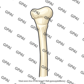 Proximal fibula