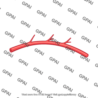 Intercostal artery