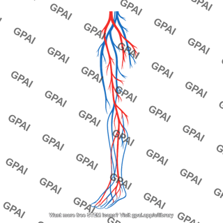 Vasculature lower limb