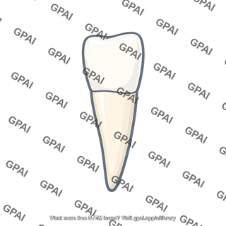 Human tooth