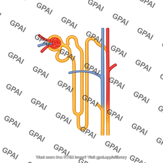 Nephron cortical with vessels