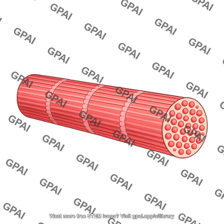 Myofibril section