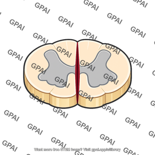 Spinal cord cross section