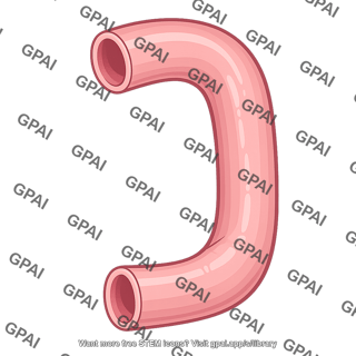 Duodenum descending
