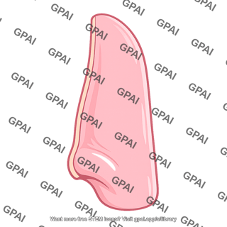 Human nose profile
