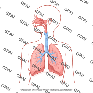 Respiratory system with nasal cavity female