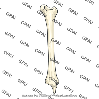 Ulna