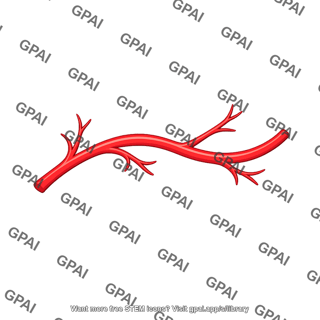 Artery branching