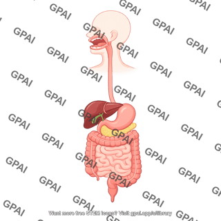 Digestive system female open mouth