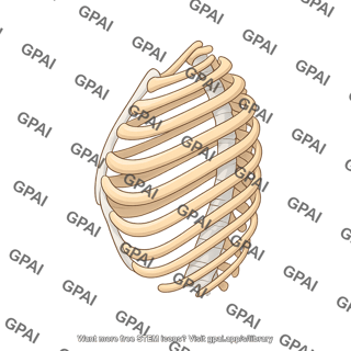 Ribcage lateral exhalation