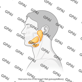 Salivary glands male