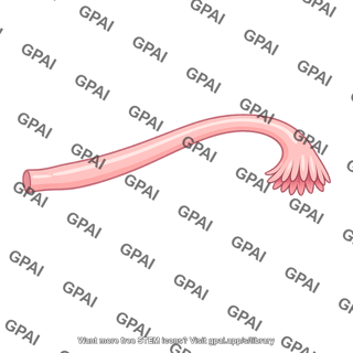 Fallopian tube
