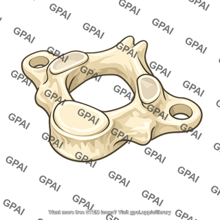 Vertebra cervical