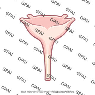Renal pelvis