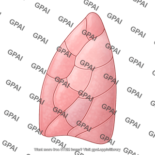 Lung human right lobe bronchopulmonary segments