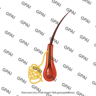 Sweat gland apocrine