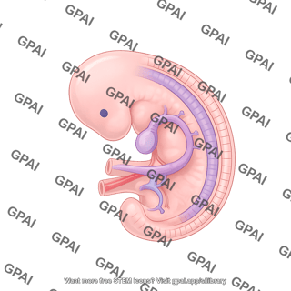Human embryo week 4 with internal structures