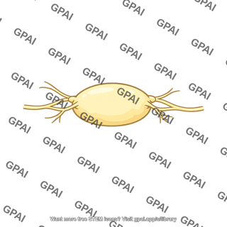 Submandibular ganglion