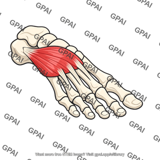 Extensor digitorum brevis