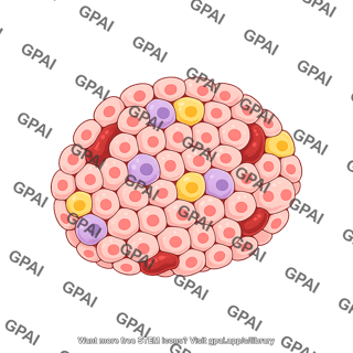 Pancreatic islet