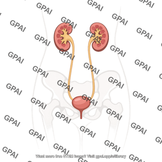 Urinary tract in abdomen female