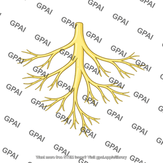 Cranial nerve vii