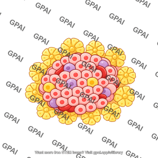 Pancreatic islet with acini
