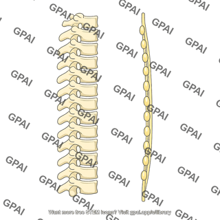 Paravertebral sympathetic trunk