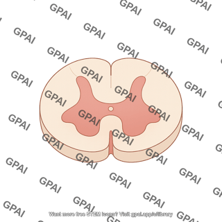 Spinal cord cross section l3
