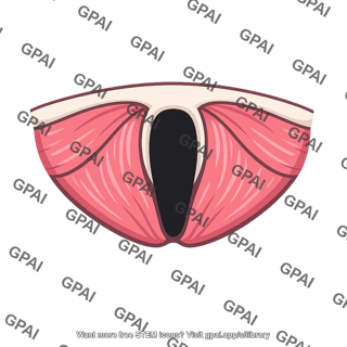 Urogenital hiatus