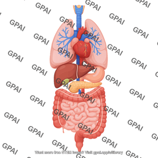 Organs multiple systems 171