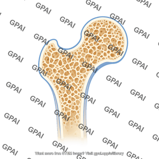 Femur proximal end cross section