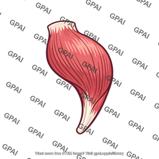 Gastrocnemius lateral head