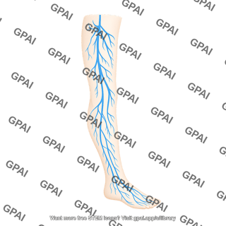 Veins lower limb