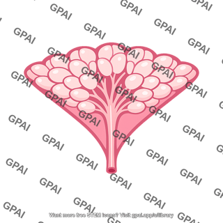 Mammary lobe