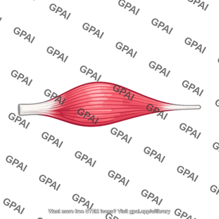 Fusiform muscle